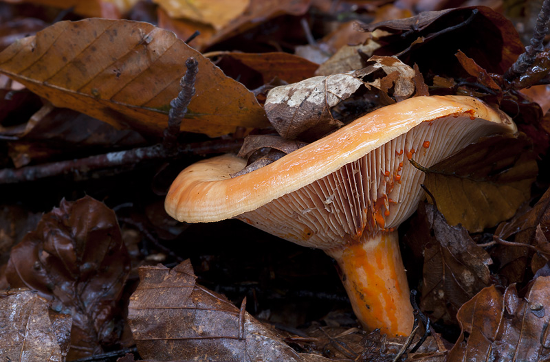 Lactarius salmonicolor